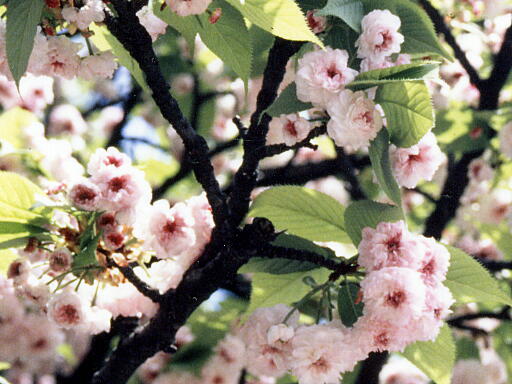 ���Z���e���̎ʐ^(6)�i/gazo512/gazo020000/ken-kikuzakura1001.jpg�j