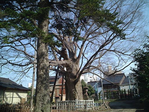 �_���{�̎ʐ^(5)�i/gazo512/gazo020316/shimmyogu005.jpg�j