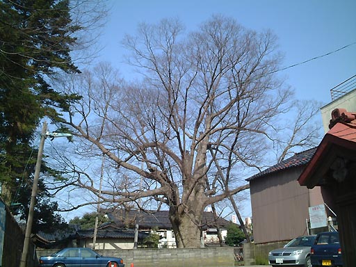 �_���{�̎ʐ^(6)�i/gazo512/gazo020316/shimmyogu007.jpg�j