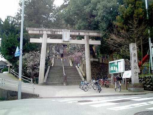 �֌��V���{�̎ʐ^(2)�i/gazo512/gazo020317/tsubakihara097.jpg�j