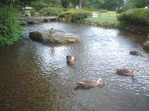 ��s���̎ʐ^(5)�i/gazo512/gazo020811/ken-gankobashi001.jpg�j