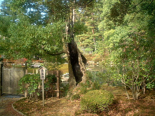 ���J�r�̎ʐ^(2)�i/gazo512/gazo021124/ken-haseike678.jpg�j
