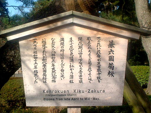 ���Z���e���̎ʐ^(7)�i/gazo512/gazo021124/ken-kikuzakura584.jpg�j