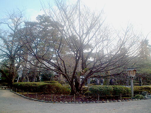 �F�J���̎ʐ^(1)�i/gazo512/gazo021124/ken-kumagaizakura591.jpg�j