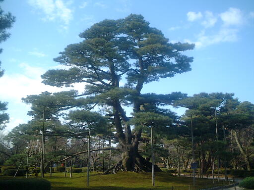 ���㏼�̎ʐ^(6)�i/gazo512/gazo021124/ken-neagarinomatsu583.jpg�j
