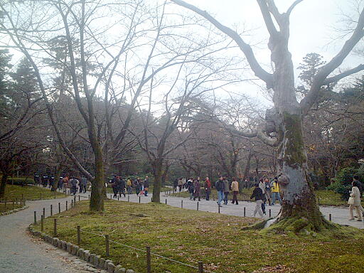 ���P���̎ʐ^(2)�i/gazo512/gazo021124/ken-sakuragaoka803.jpg�j