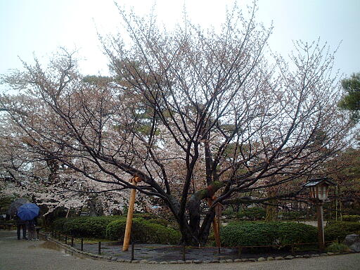 �F�J���̎ʐ^(5)�i/gazo512/gazo030412/ken-kumagaisakura4977.jpg�j