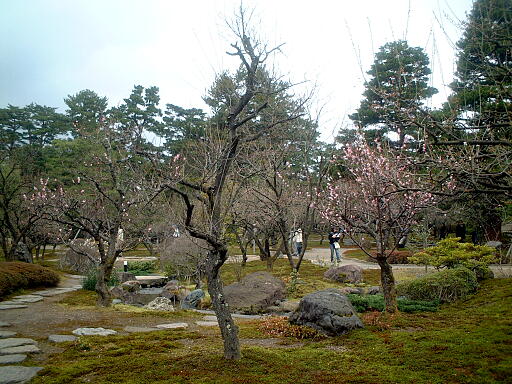 �~�т̎ʐ^(4)�i/gazo512/gazo040403/ken-bairin8134.jpg�j