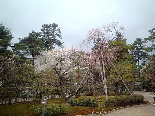 �~�т̎ʐ^(5)�i/gazo512/gazo040403/ken-bairin8136.jpg�j