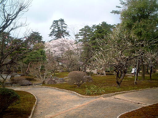 �~�т̎ʐ^(6)�i/gazo512/gazo040403/ken-bairin8138.jpg�j