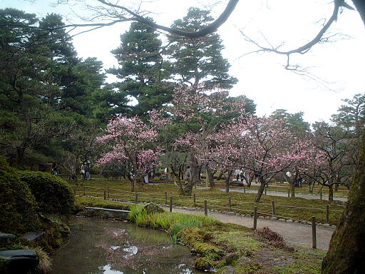 �~�т̎ʐ^(3)�i/gazo512/gazo040403/ken-bairin8170.jpg�j