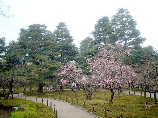 �~�т̎ʐ^(7)�i/gazo512/gazo040403/ken-bairin8173.jpg�j