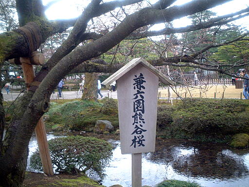 �F�J���̎ʐ^(3)�i/gazo512/gazo040403/ken-kumagaizakura8152.jpg�j
