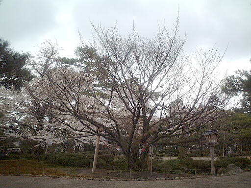 �F�J���̎ʐ^(4)�i/gazo512/gazo040403/ken-kumagaizakura8153.jpg�j