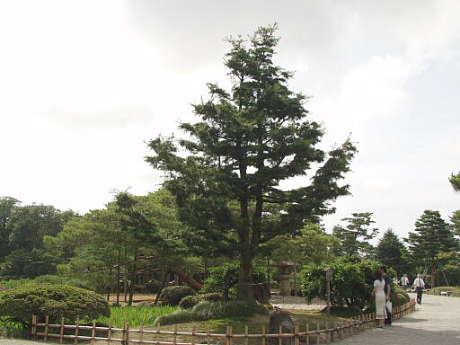 �P�����̎ʐ^(2)�i/gazo512/gazo040703/ken-himekomatsu7030378.jpg�j