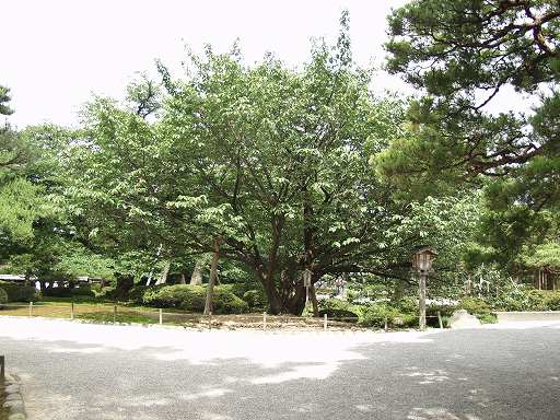 �F�J���̎ʐ^(6)�i/gazo512/gazo040703/ken-kumagaizakura7030384.jpg�j